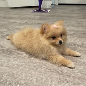 Meet your Posher, Alejo